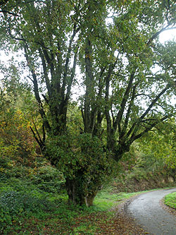 O Carballo de Cabreiros