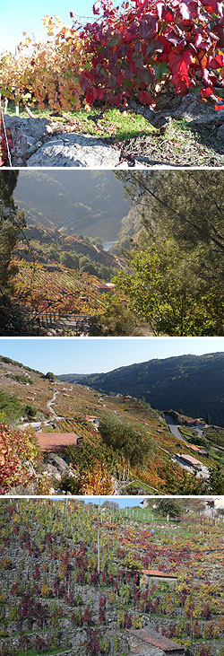 Proclamación do outono na Ribeira Sacra de San Fiz de Asma